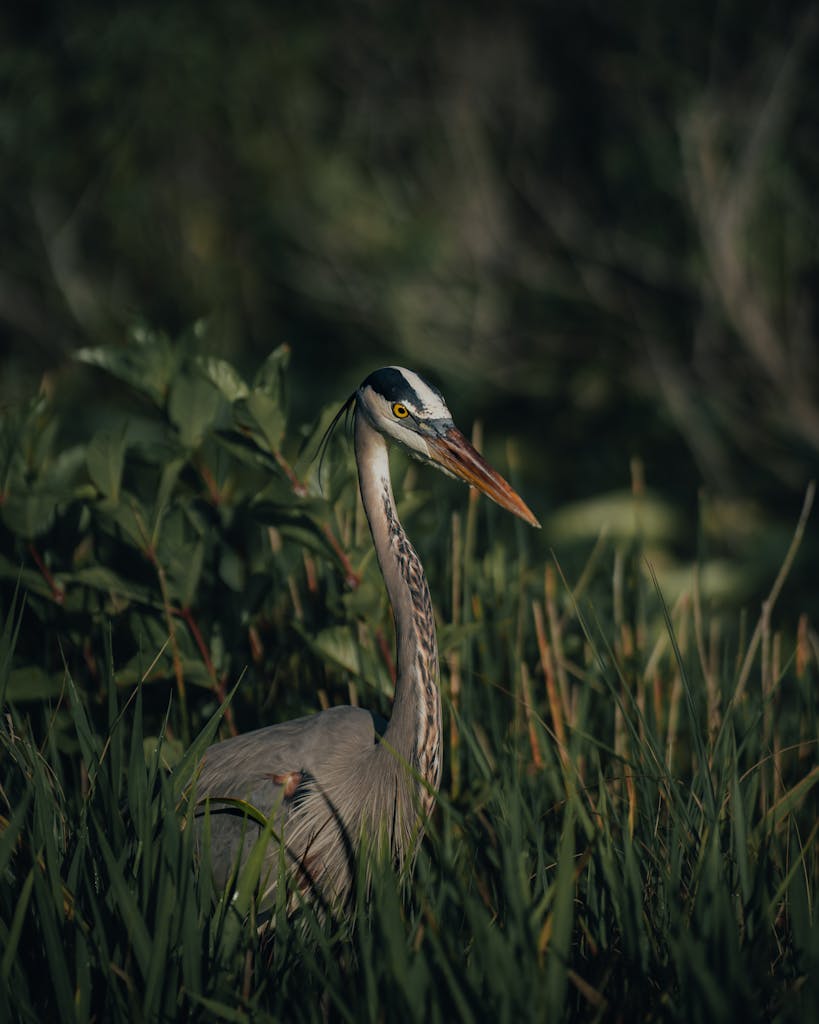 A great blue heron stands amidst lush greenery, showcasing its natural elegance.