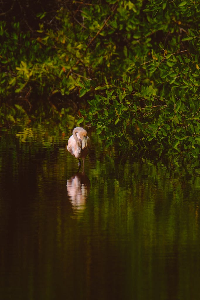 Graceful image of a pink spoonbill reflected in a tranquil pond with lush green foliage.